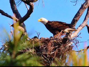 Large bird with brown black body and white head with large yellow beak sitting atop of nest made of sticks and twigs.